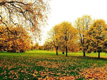 Full frame shot of yellow flowers in field