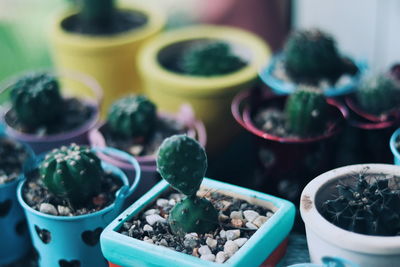 Close-up of potted plant