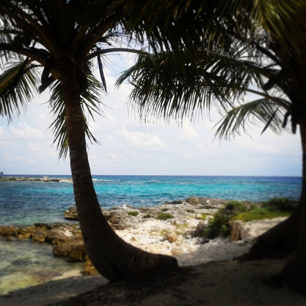 sea, horizon over water, beach, palm tree, water, shore, tranquil scene, tranquility, scenics, tree, beauty in nature, sky, sand, nature, tree trunk, wave, coastline, idyllic, tropical climate, vacations