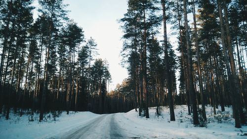 Panoramic view of trees in forest during winter