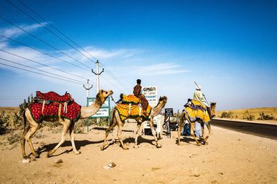 Man sitting on camel against sky