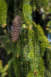 Close-up of pine cone on tree