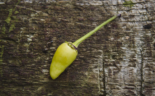 Close-up of fruit on tree trunk