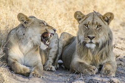 Portrait of a lion