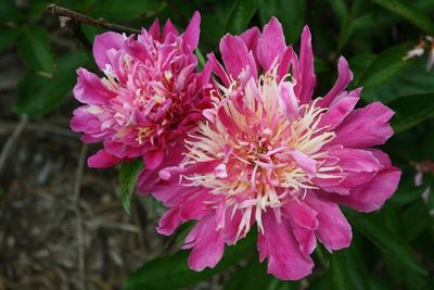 Close-up of pink flower