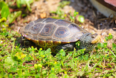 Close-up of a turtle on field
