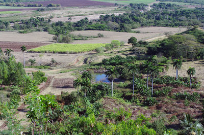 High angle view of agricultural field