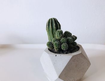 Minimalism plant