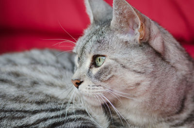 Close-up of cat looking away
