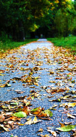 Fallen leaves on road