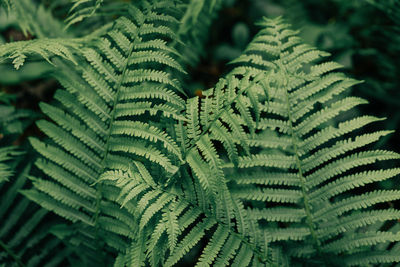 Natural background, thickets of fern