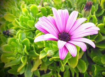 Close-up of pink flowers