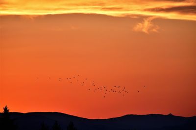 Flock of birds flying in sky during sunset