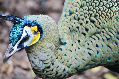 Close-up of peacock perching on leaf