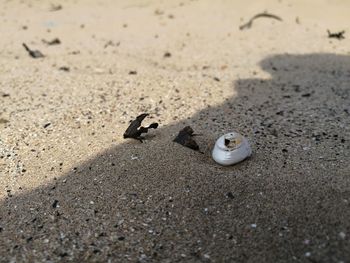 Close-up of face on sand