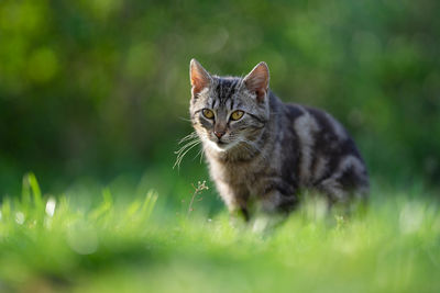 Close-up of a cat looking away