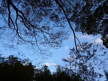 Low angle view of trees against clear sky