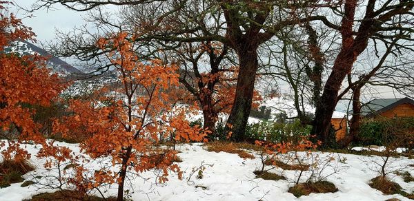 Trees in forest during winter