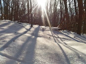 Trees on snow covered landscape