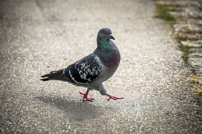 Close-up of pigeon perching on a street