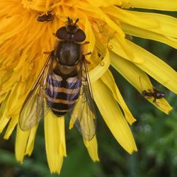 Close-up of insect pollinating on yellow flower