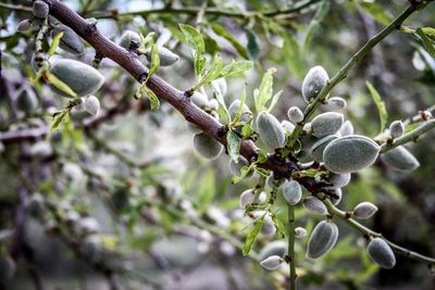 Close-up of branches against blurred background