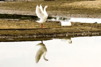 Seagull flying over sea