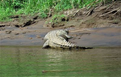 View of crocodile in water