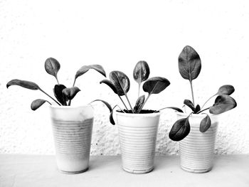 Close-up of flower pot on wall