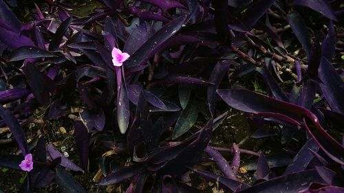Close-up of purple flowers