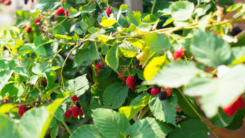 Close-up of berries growing on plant