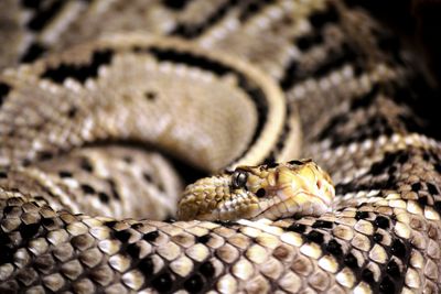 One beautiful and poisonous snake coiled