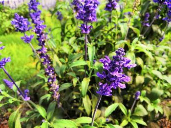 Close-up of purple flowering plants in park