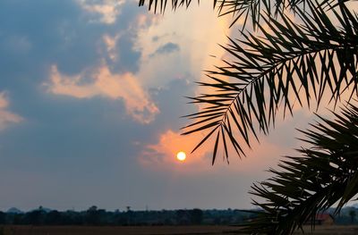 Silhouette palm tree against sky during sunset