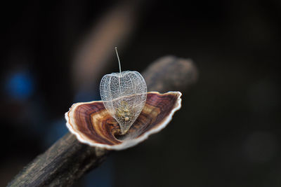 Close-up of butterfly