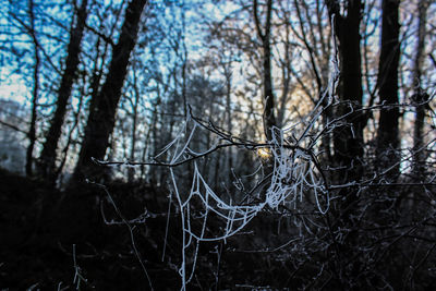 Close-up of bare tree in forest