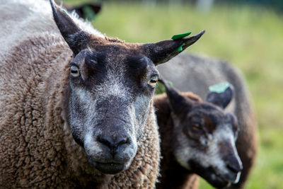 Close-up of sheep