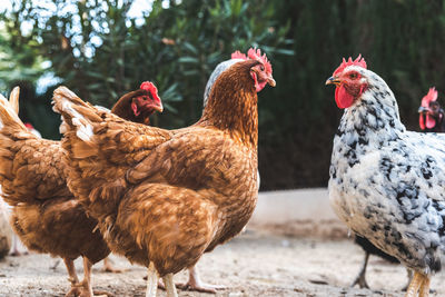 Close-up of hen on land