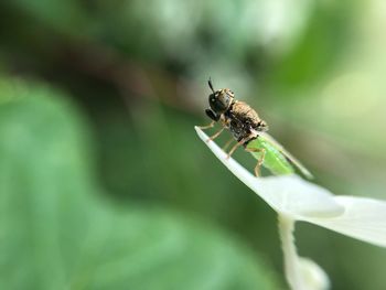 Close-up of insect on leaf