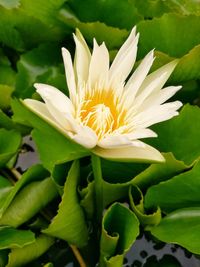 Close-up of white flower blooming outdoors