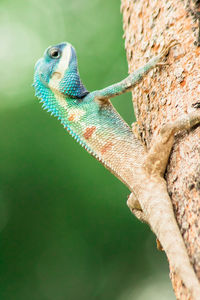 Close-up of lizard