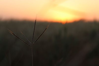 Close-up of plant during sunset