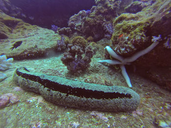 Underwater view