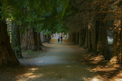 Rear view of man walking along trees