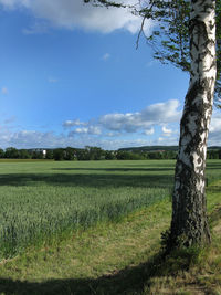 Scenic view of agricultural field against sky