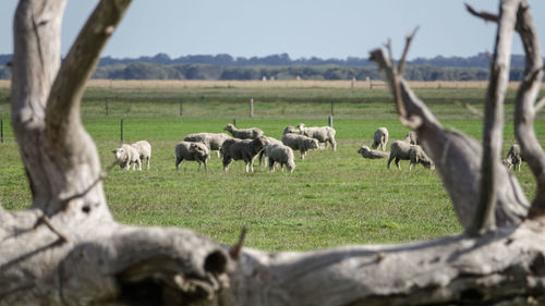 Sheep grazing on field against sky