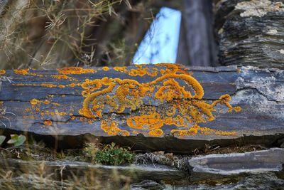 Close-up of yellow wood on rock