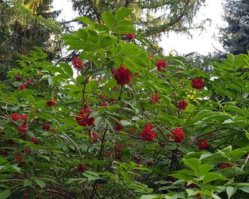 Red berries growing on tree