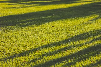 High angle view of plants on field