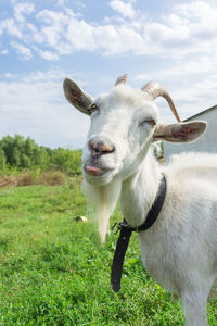 Portrait of sheep on field